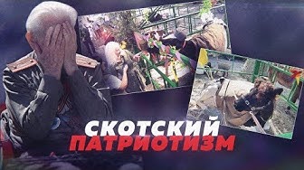 Скотский патриотизм и идиотизм... Коровы в пилотках и шинелях. Скандал в Брянске