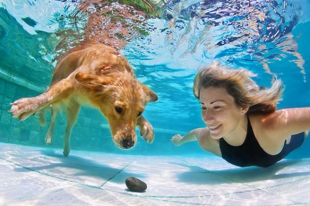 Бывает ли у собак депрессия? Как связаны люди и их питомцы