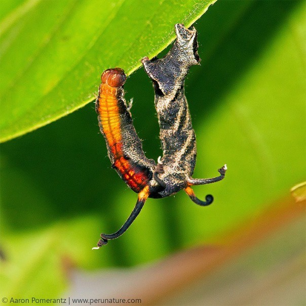 «Танцующая» гусеница: редкое видео