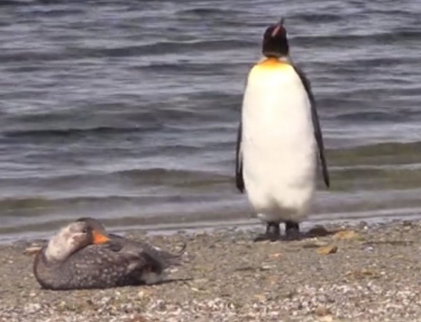 Пингвин ретируется от утки. Со всей скоростью, которую способен развить!