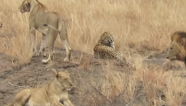 Что произойдет, если леопард забредет в львиный прайд