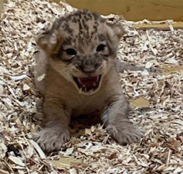 Очаровательный львёнок родился в зоопарке Денвера