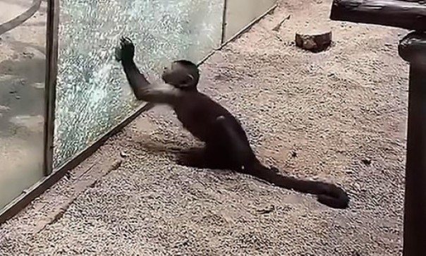 Обезьяна заточила камень и разбила им стекло вольера