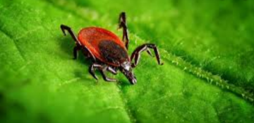 Российские ученые нашли в буром угле вещества для борьбы с вирусом клещевого энцефалита