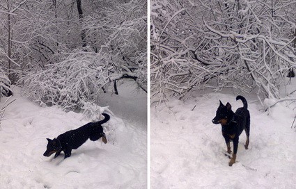 А.В.Росич. Зарисовка о четвероногом друге
