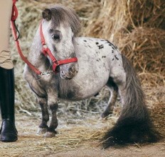 Самый маленький в мире конь