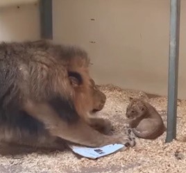 Папа-лев знакомится с сыном