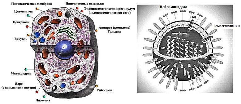 А.В.Росич. Anamnesis vitae общественного организма