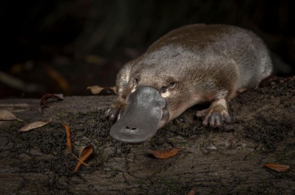 Популяция утконосов резко сокращается. Это заметили только сейчас
