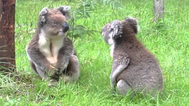 Неистовый бой двух коал попал на видео