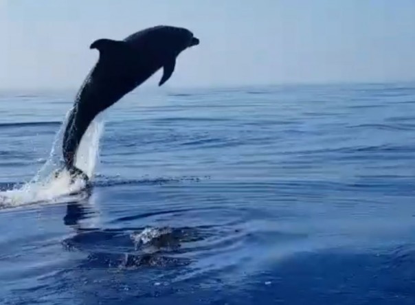 Мама-дельфин благодарит рыбаков за спасение детеныша