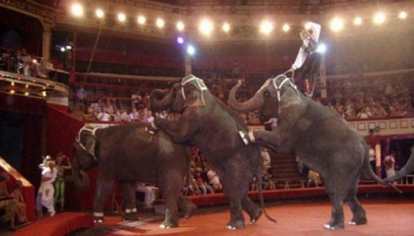 На Украине впервые запретили цирку использовать номера с животными