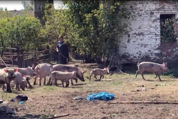 Сотни одичавших свиней уничтожили огороды на Украине