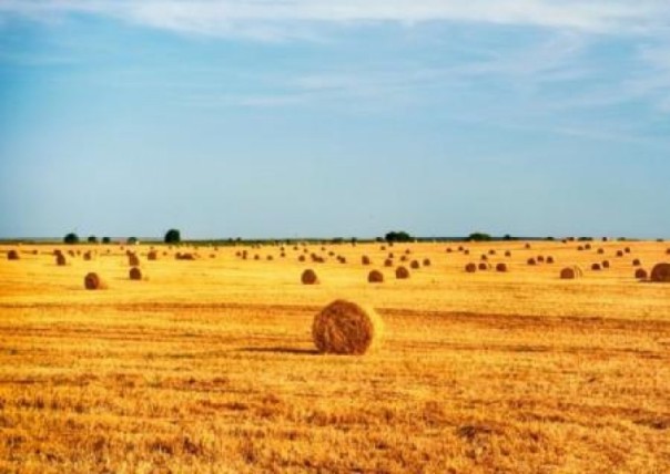 Колиивщина? На Украине на акцию против продажи земли иностранцам поднялись селяне из 15 областей