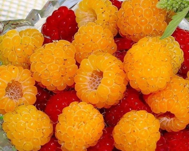 Лучшие сорта желтой малины