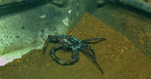 Креветки-мутанты и крабы-инвалиды: кто пережил нефтяную катастрофу на дне Мексиканского залива