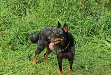 А.В.Росич. Зарисовка о четвероногом друге