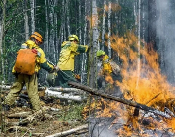 Сгоревшие леса в Сибири и российская оппозиция что между ними общего?