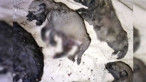 В Стерлитамаке школьники взорвали петардами 11 щенков [18+] 