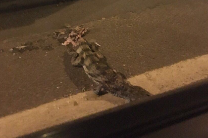 В Подмосковье грузовик раздавил выползшего на трассу крокодила