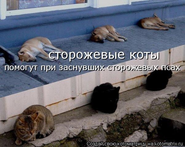 Сторожевые коты: когда забрёл не в свой район...