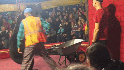 Администратор цирка обвинила зрителей в нападении медведя на дрессировщика