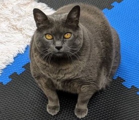 Очень толстая кошка Шлакоблок всё же занялась спортом