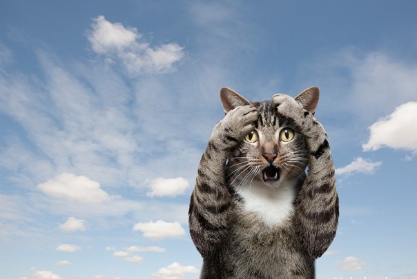 И снова пять "Панораме"! Сулакшин и бесплатный бензин... )