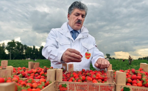 «Клубничная история» обманутых Грудининым дольщиков продолжается