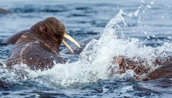 Моржи атакуют: вся правда, которую от вас скрывали