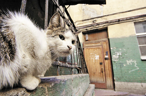 Кошкам вход разрешен