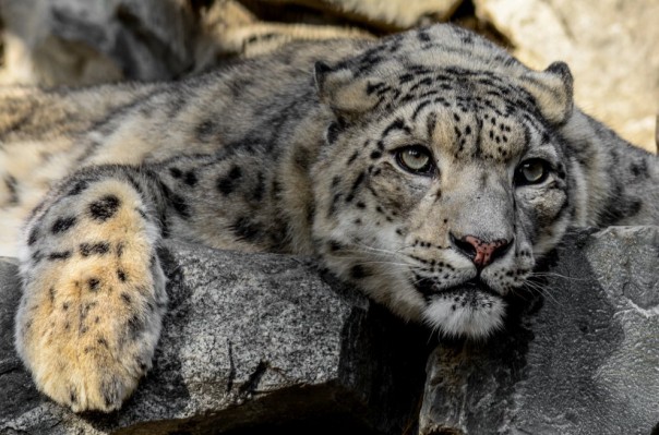 23 октября – Международный день снежного барса