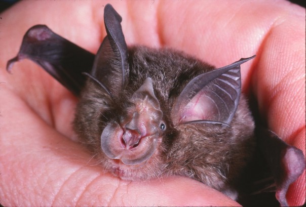 Подковоносы: крылатые герои ваших ночных кошмаров