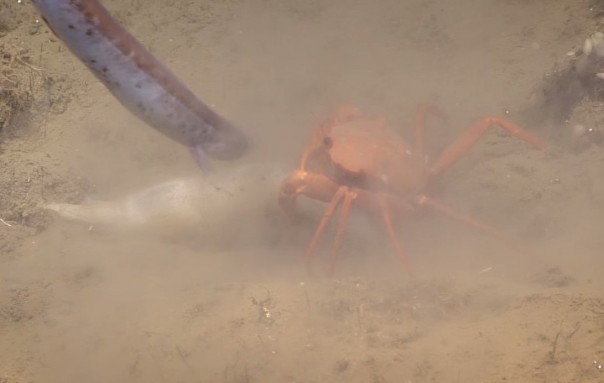 Наглые угри пытаются отобрать добычу краба