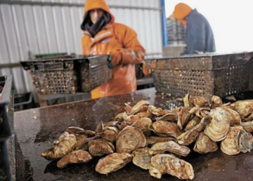 Дань моллюсков