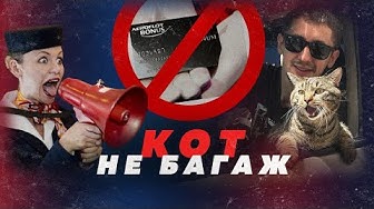 Кот толстый, хозяин хитрый, перевозчик строгий: как найти компромисс