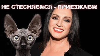 Опять в Россию? Опять за денюжкой? Кот Костян