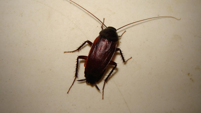 «Стада тараканов в вагонах, не исключены и вши». «Укрзализныця» вляпалась в новый скандал