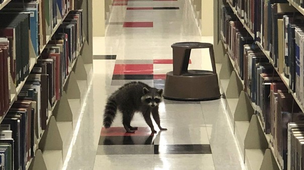 Еноты проникли в библиотеку Арканзаса