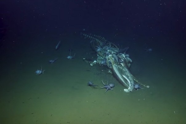 Кушать подано: пир морских жителей на туше кита