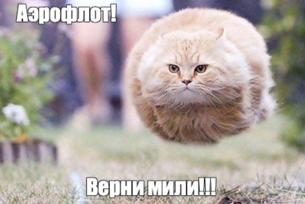 Социальные сети в агонии, гадкий Аэрофлот не дал провезти толстого котика в салоне