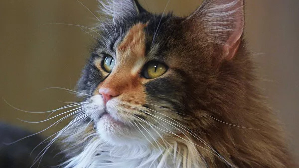 На Украине кот убил младенца