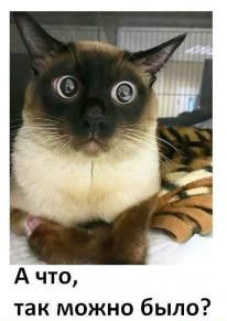 Суд запретил активистам Greenpeace проводить протесты на нефтяных платформах Shell