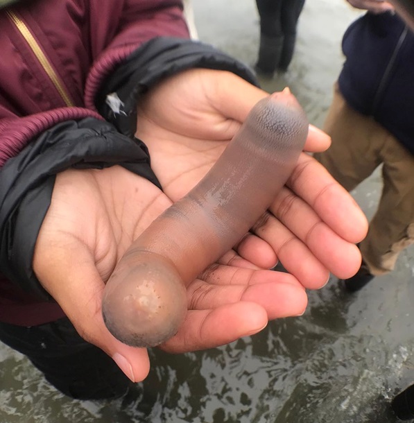 Тысячи "рыб-пенисов" засыпали пляж в Калифорнии