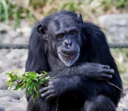 Шимпанзе бросают камни в деревья и гудят – зачем?
