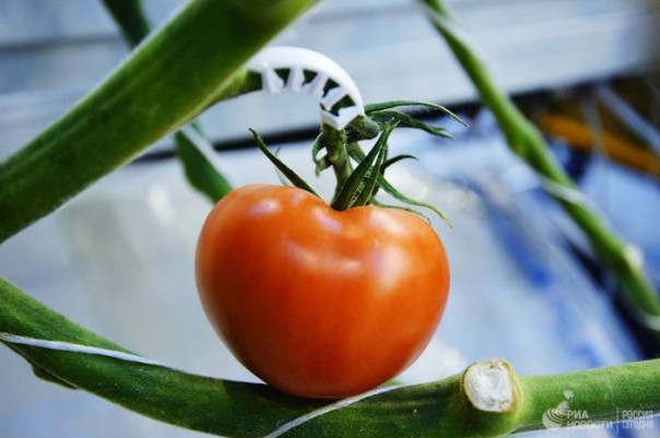 Роскачество утвердило первые нацстандарты "зеленой" продукции