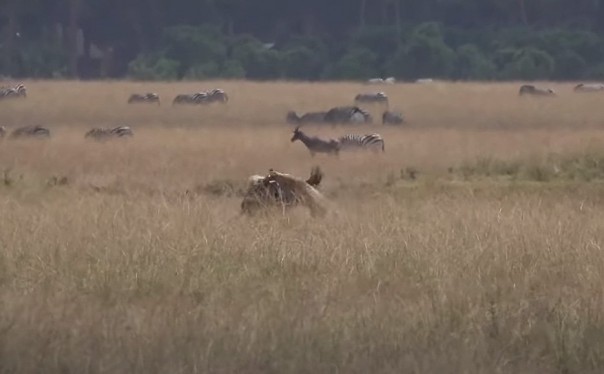 Голодная львица охотится на гну