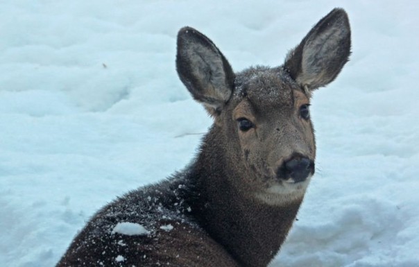 Канадец на коньках спас оленей, застрявших на льду озера