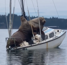 Морские львы захватили катер и едва его не потопили