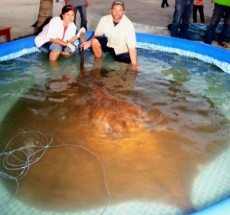 Гигантский хвостокол – великан пресных вод